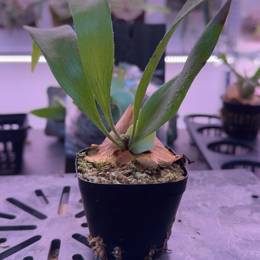 雷电鹿角蕨孢子苗