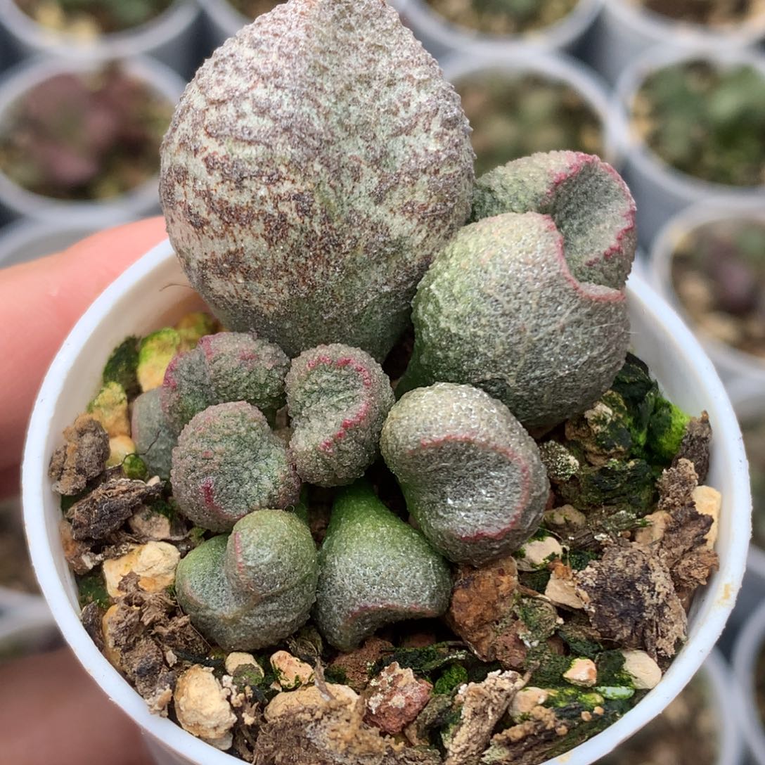 水蜜桃水泡 5厘米盆 随意两盆包邮