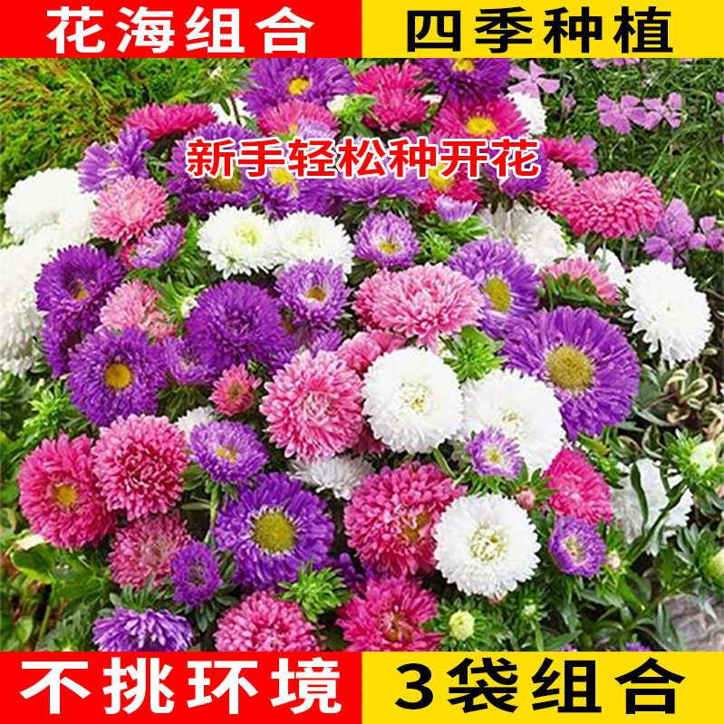 糖果菊+野花组合+牵牛花