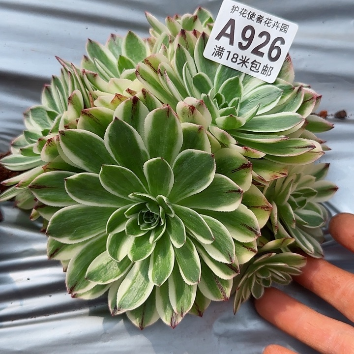 多肉法师伊丽莎白