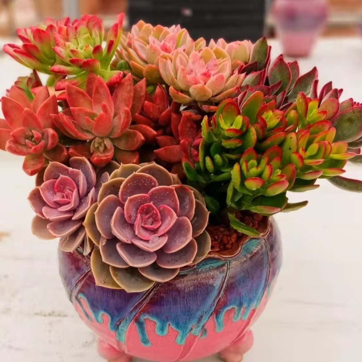 福袋（多肉一颗）