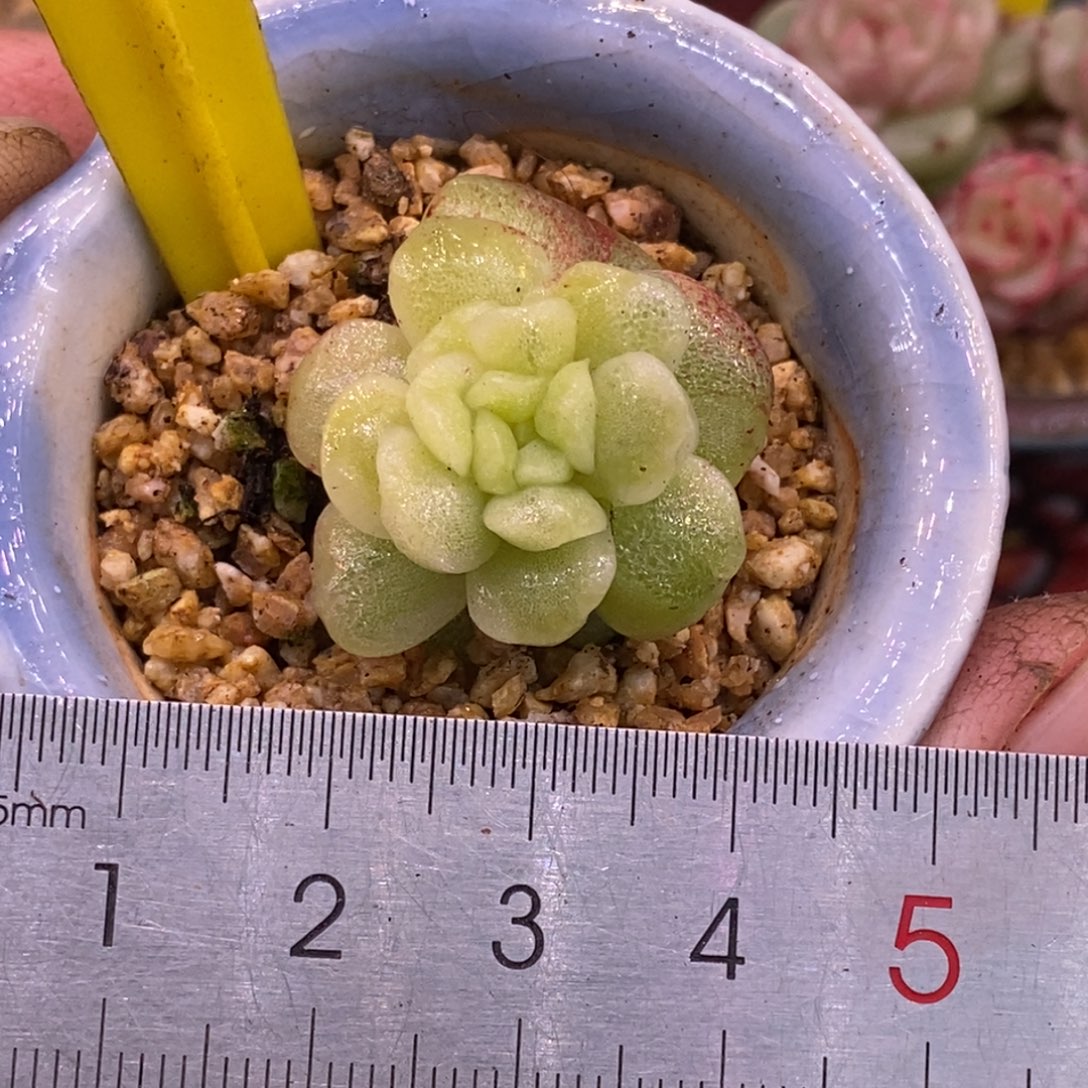 3133冰玉石化，雪花锦……