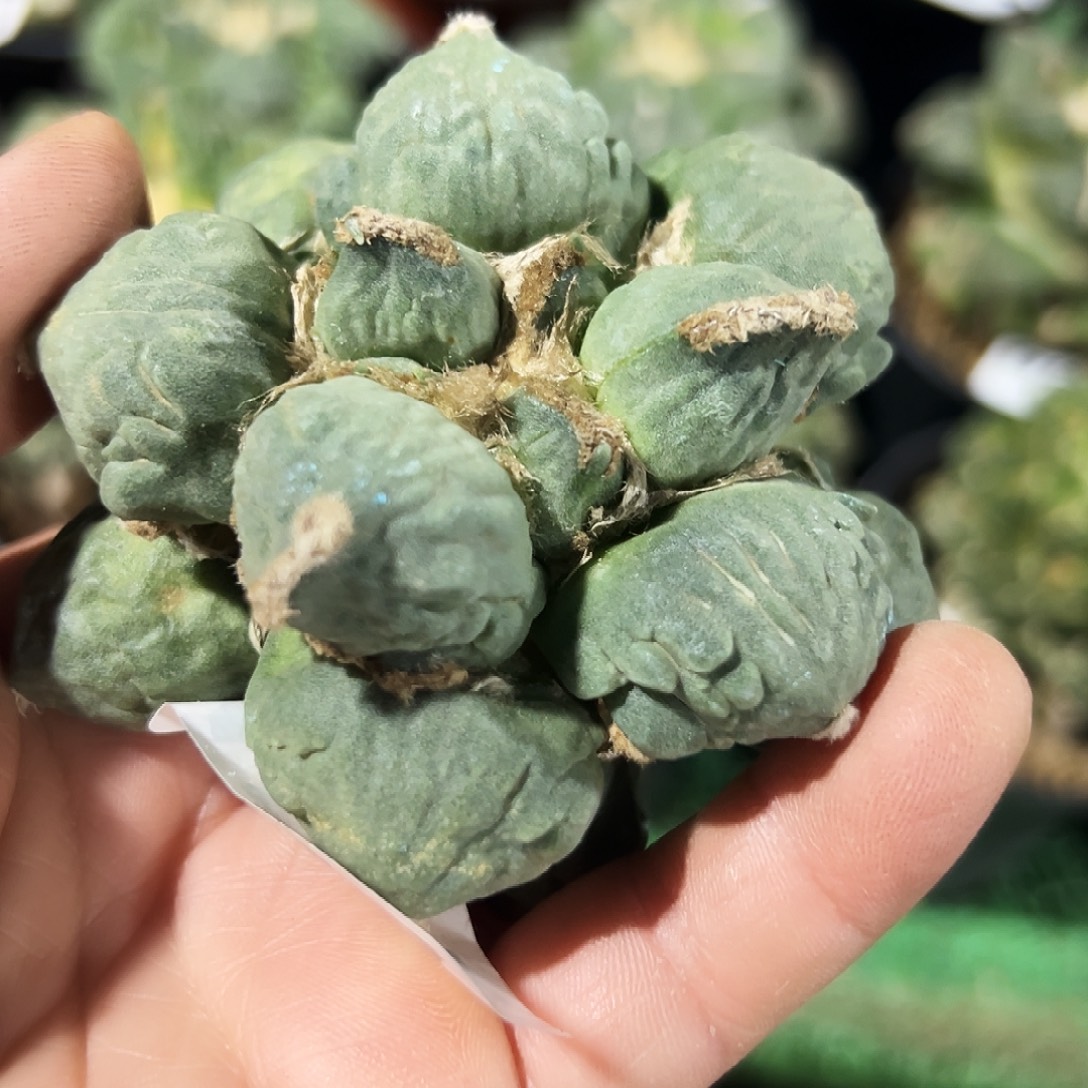 无花朵福利蛋尤牡丹无根177