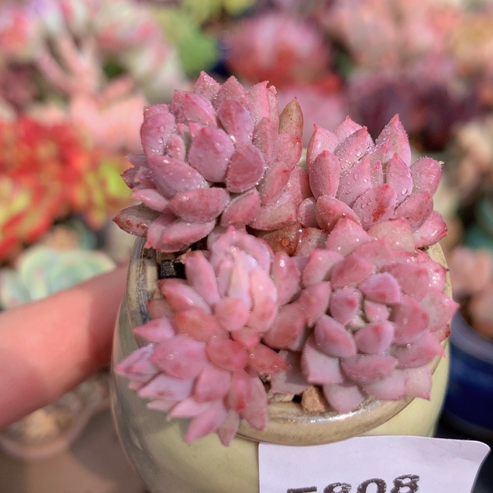 半**年一物一拍含盆土满38包邮E808