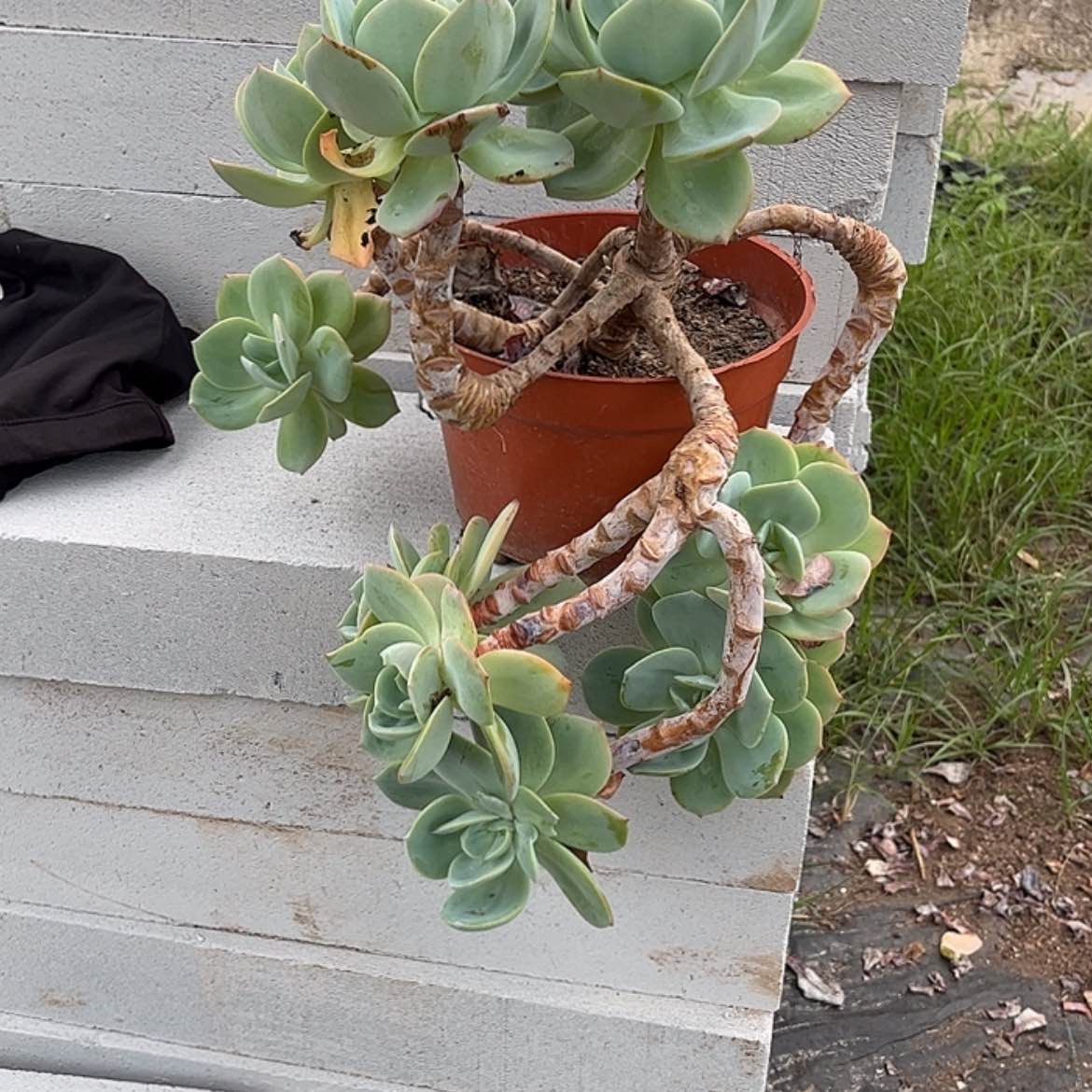 【闪购商品】无花朵葛*?