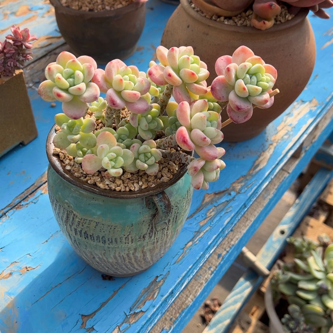 劳尔带盆处理发快递