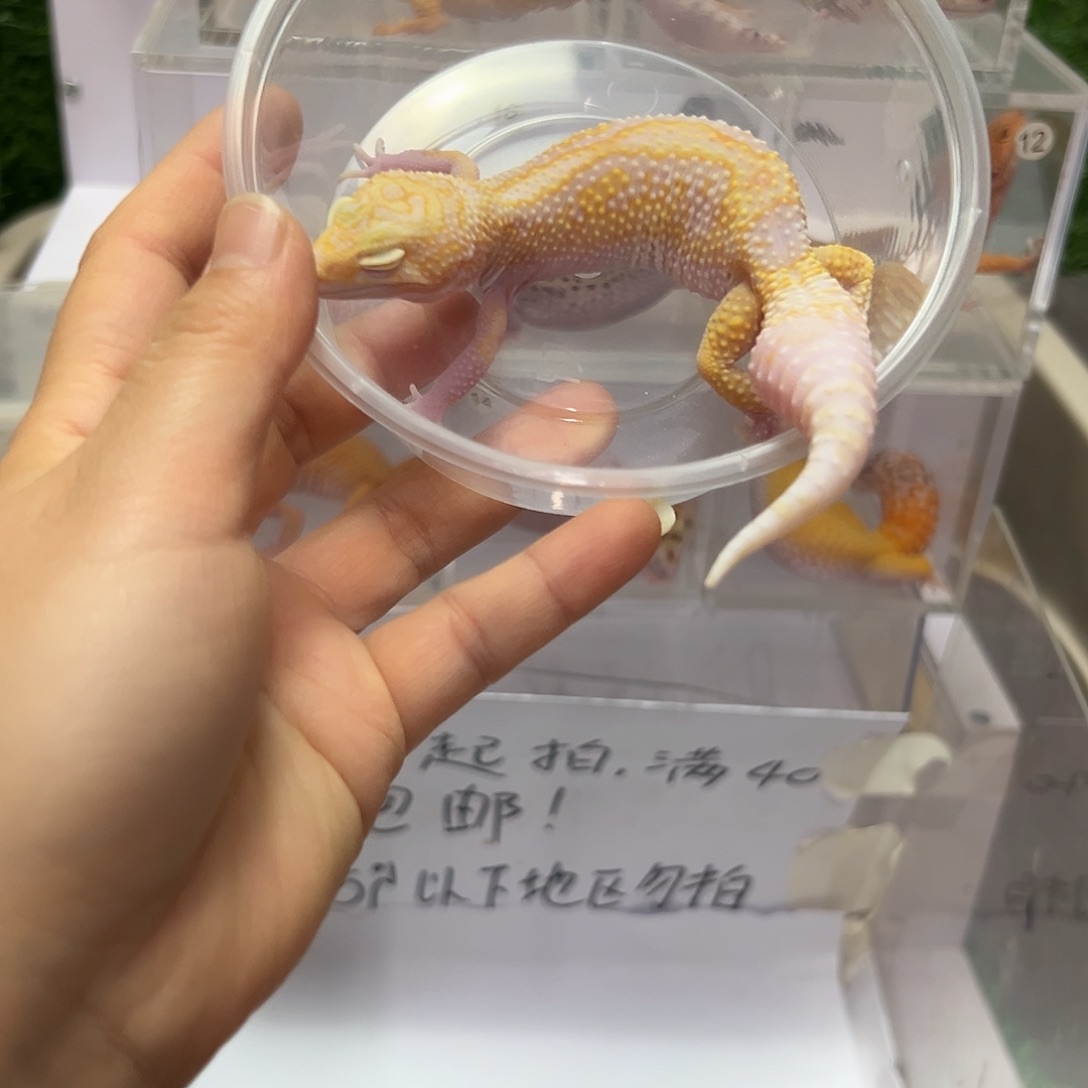 豹纹守宫豹纹守宫