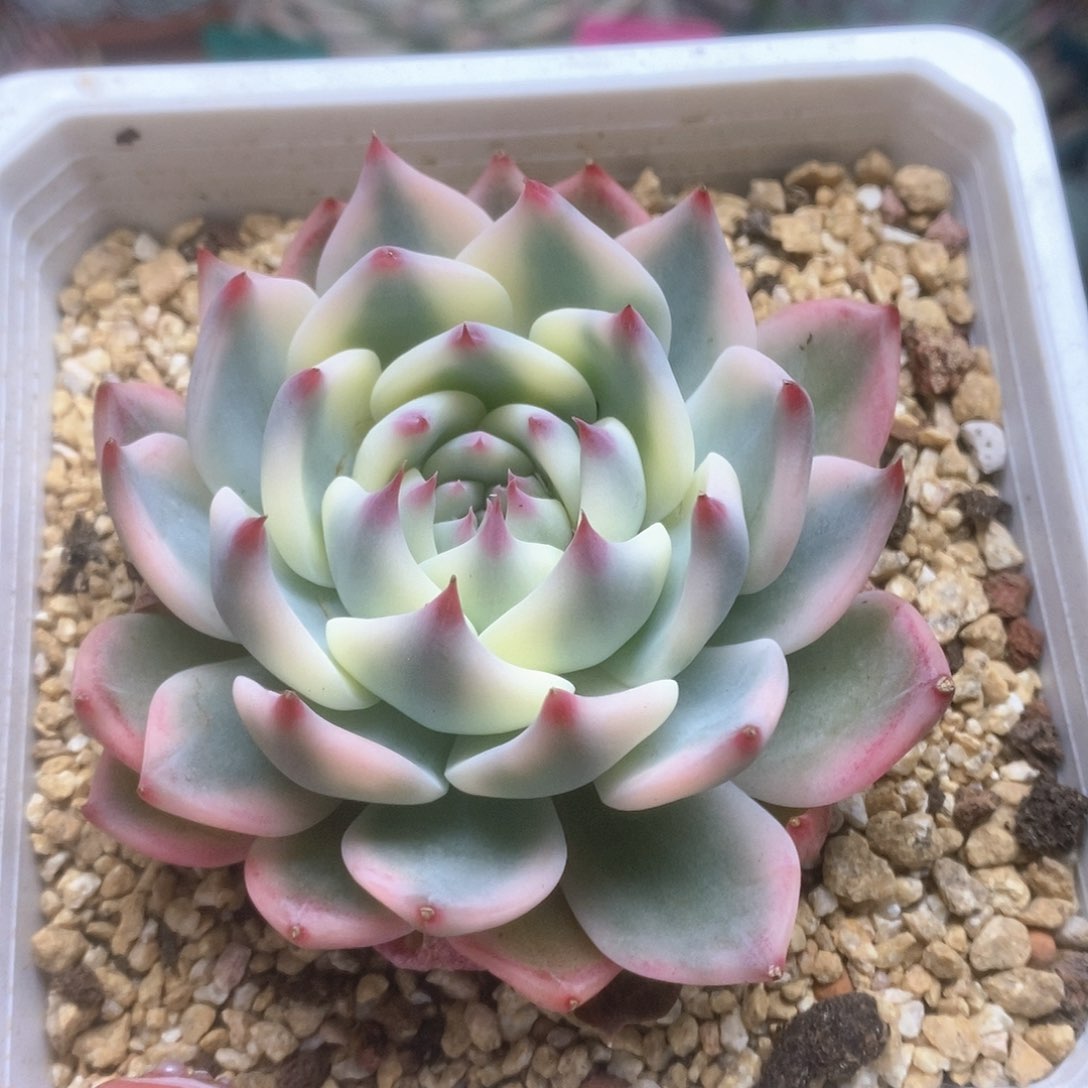 152锦锦锦锦锦锦锦