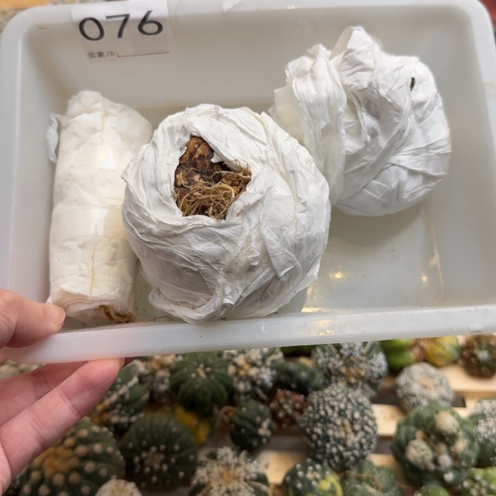 兜星球仙人球076号