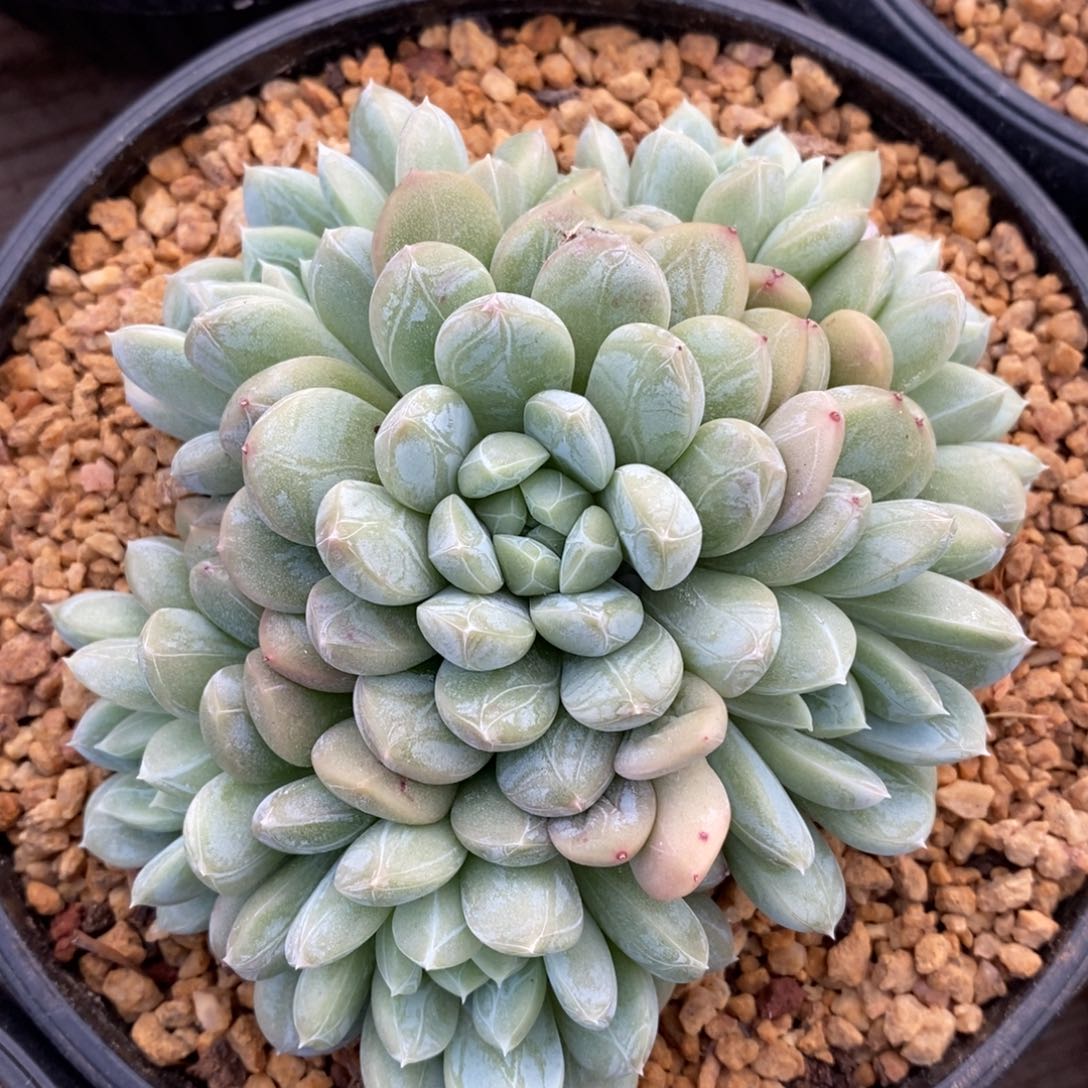 自助下单多肉下滑链接更多品种-百达翡翠捧花