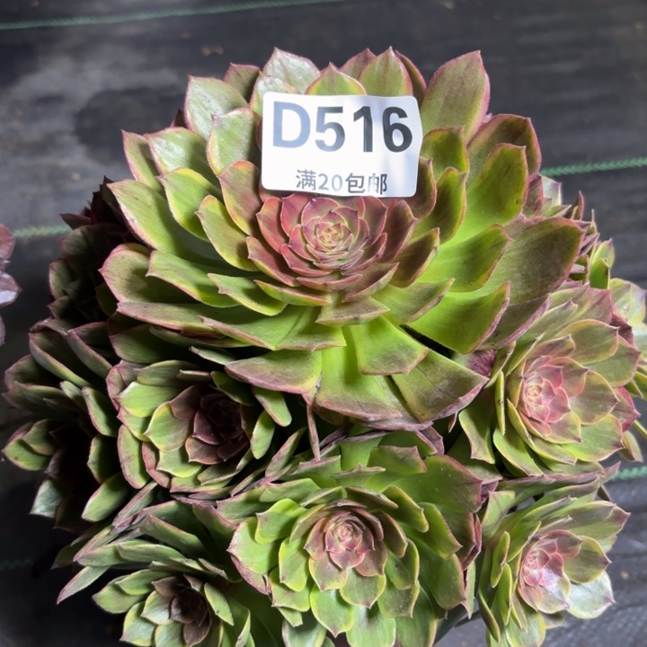 瑞妈一物一拍516