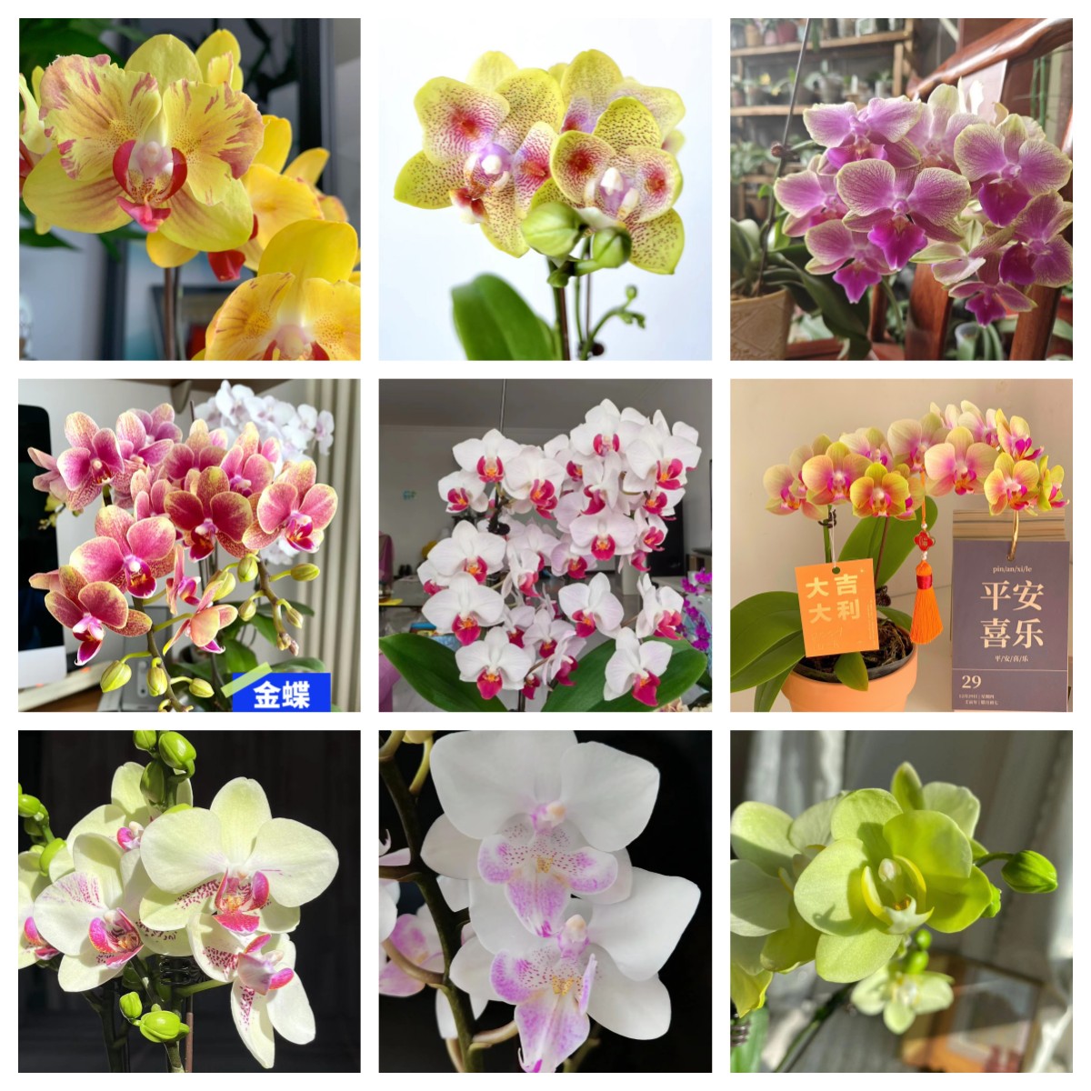 3个花剑 3.0大杯【盲盒】蝴蝶兰 颜色以开花为准