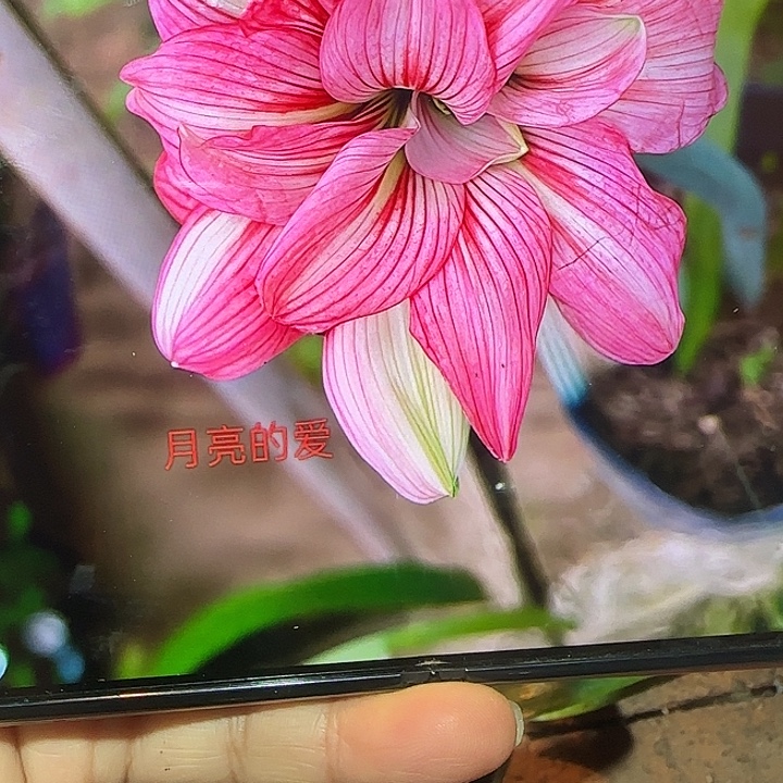 月亮的爱1厘米小苗寄养