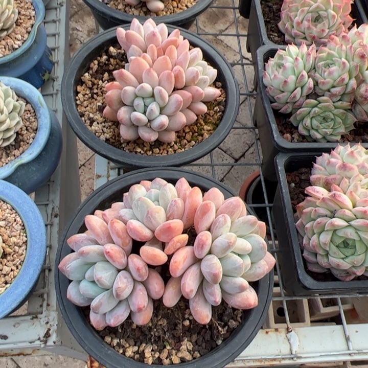 韩版香水 带盆带土发货