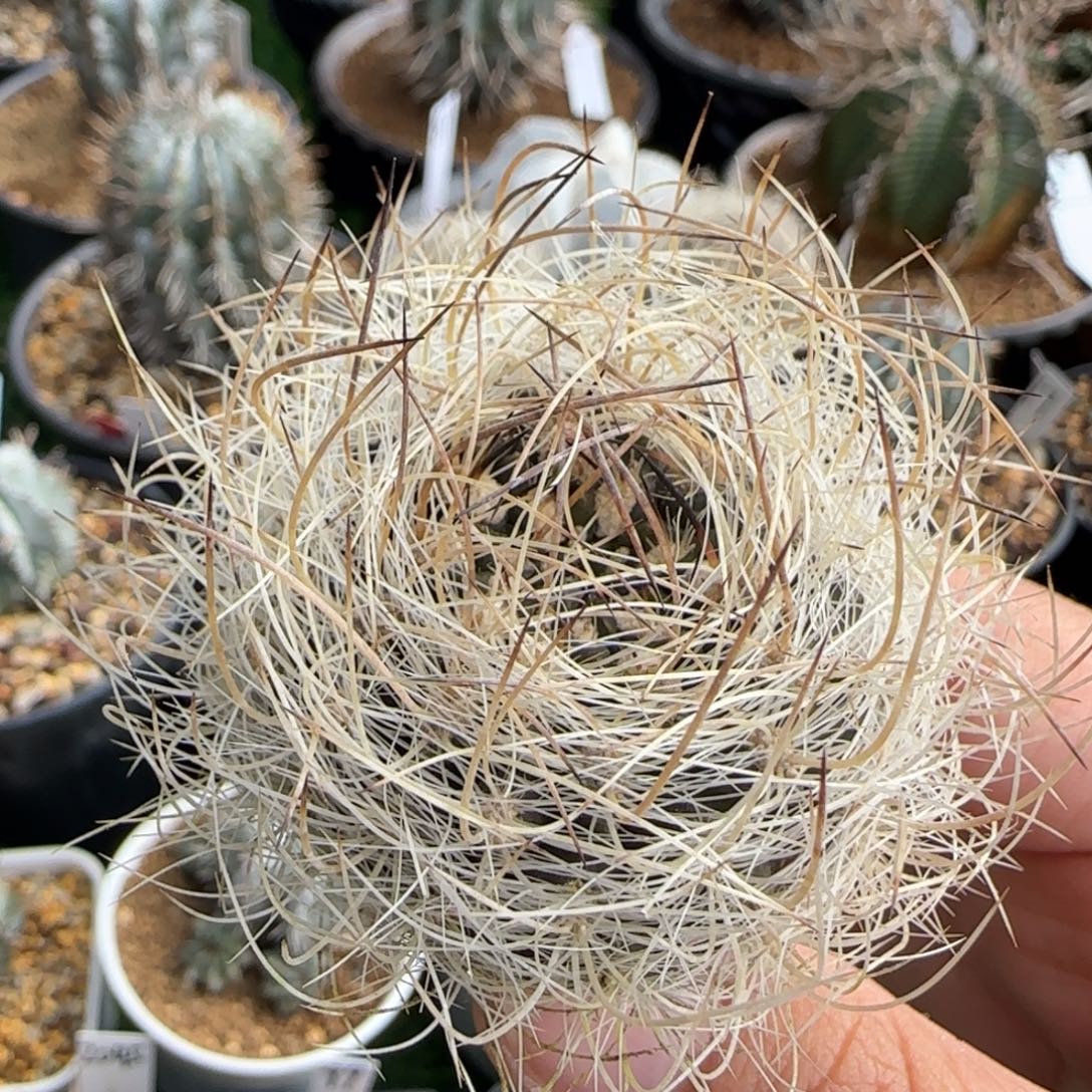 94实生 仙人球111