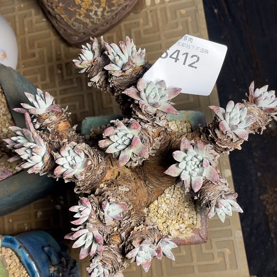 【闪购商品】白姆白姆