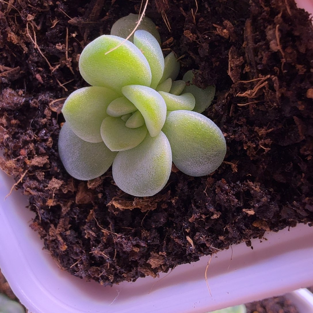 六白财富密码一物一拍