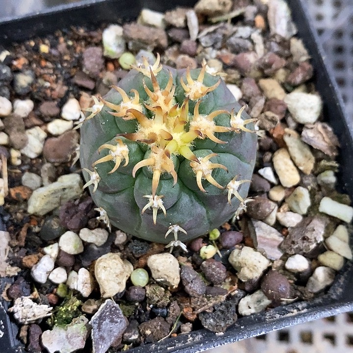 孤品实生优选翘刺猫爪3.1cm仙人球