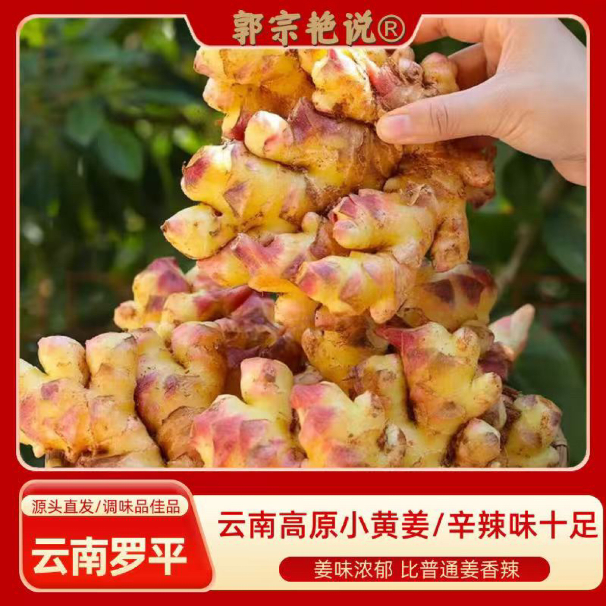 【云南直发】正宗云南小黄姜新鲜罗平生姜新姜嫩母姜月子姜干姜黄姜