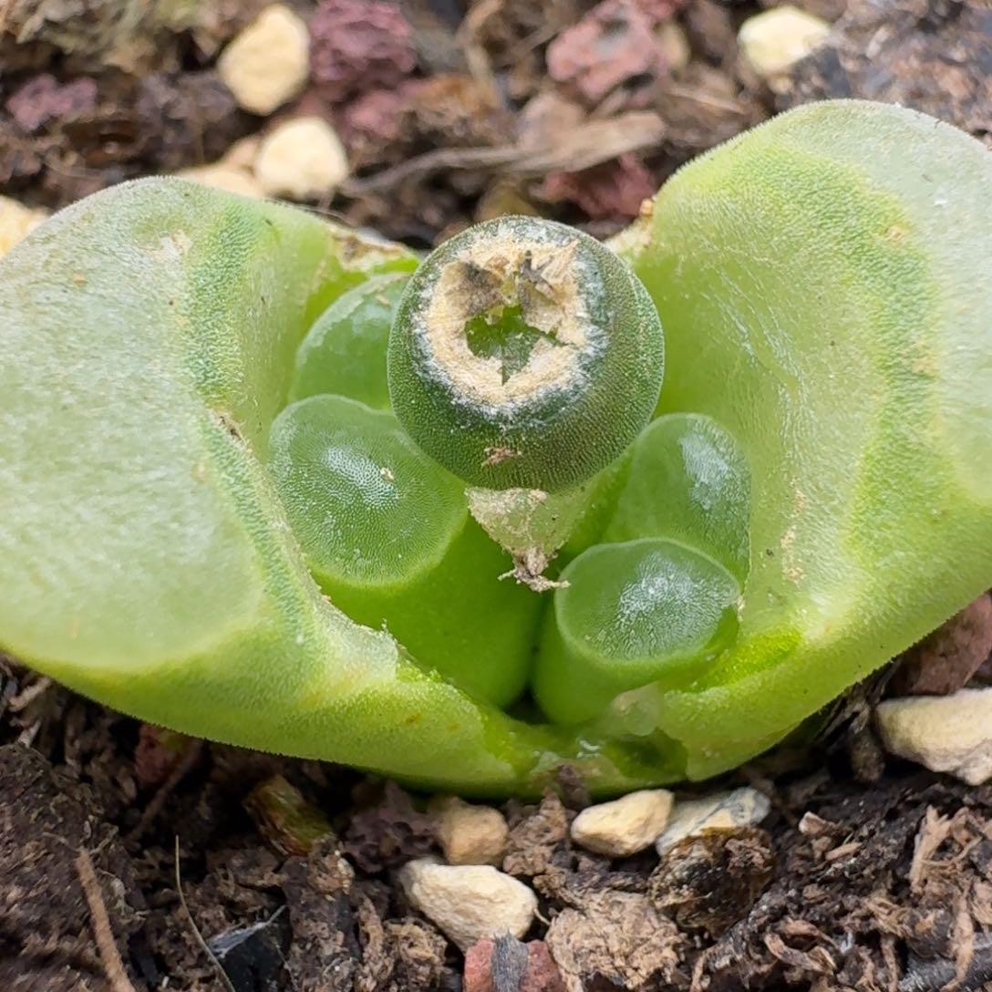 13双头带盆000000000000