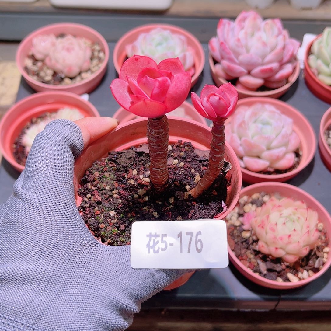 花05-176秀妍带仔