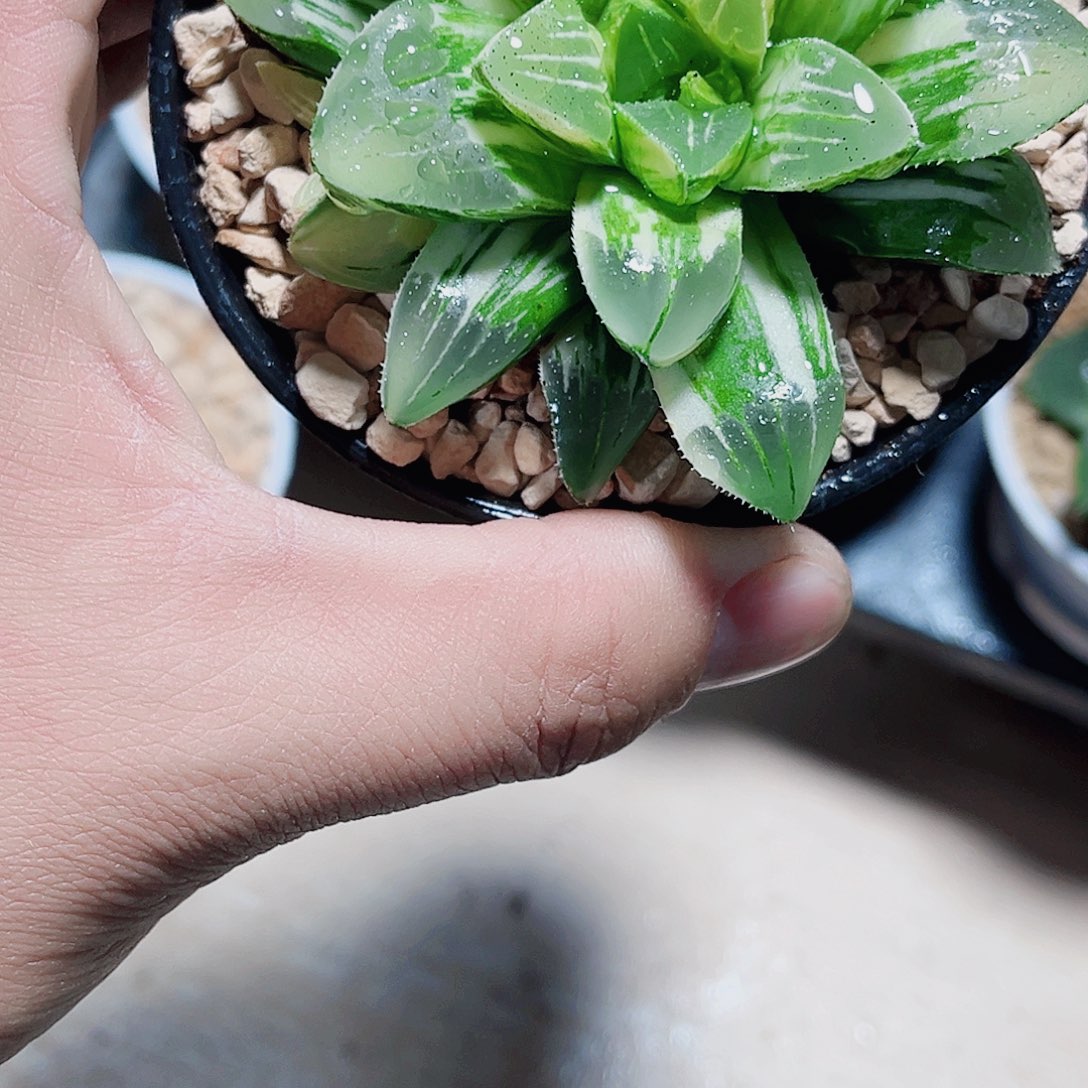 姬寿锦自然色自然锦