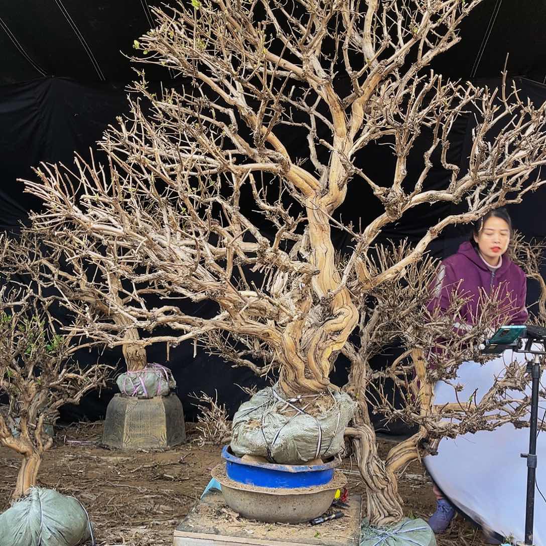 当前无花朵，栽培后可花朵