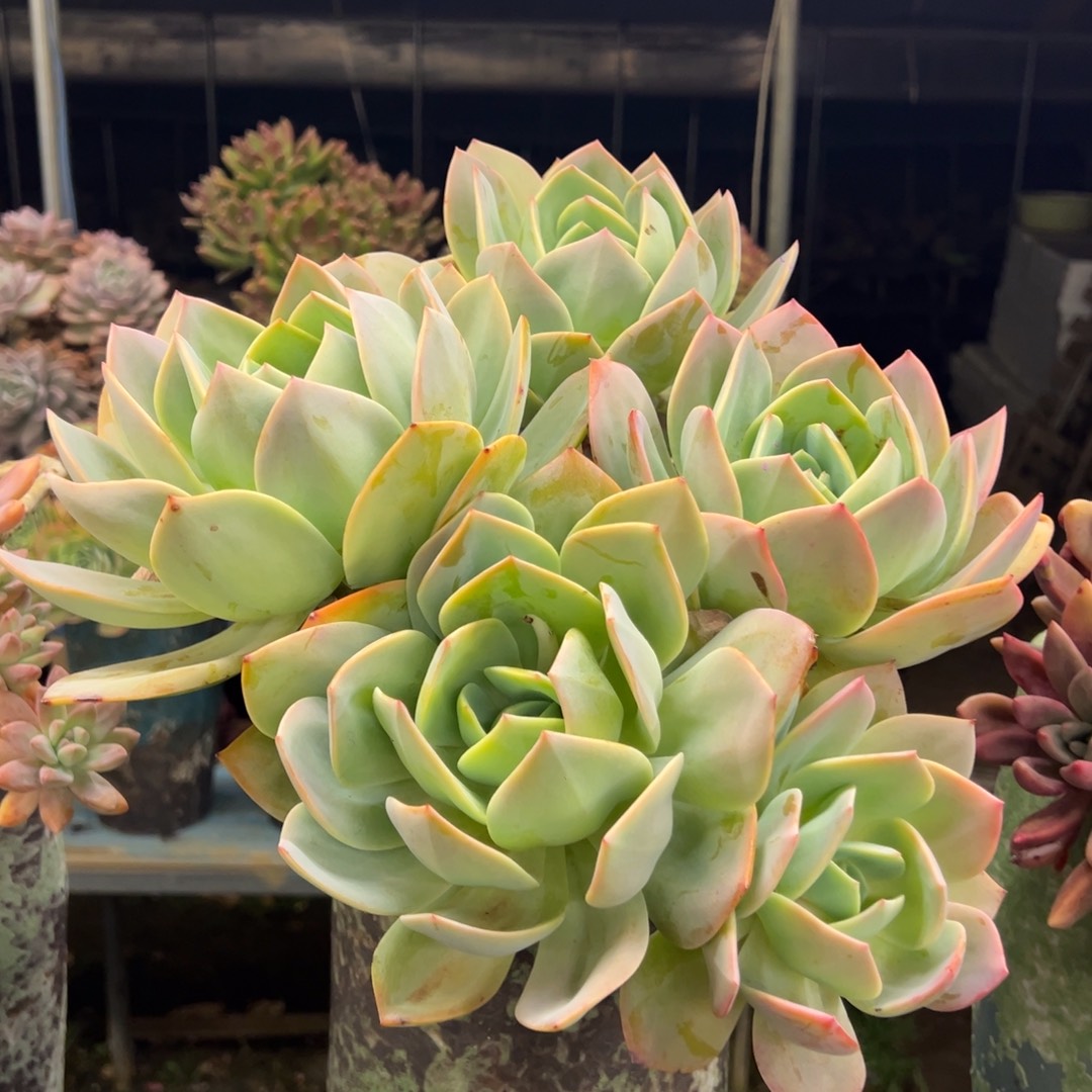 老桩白凤裸肉发货