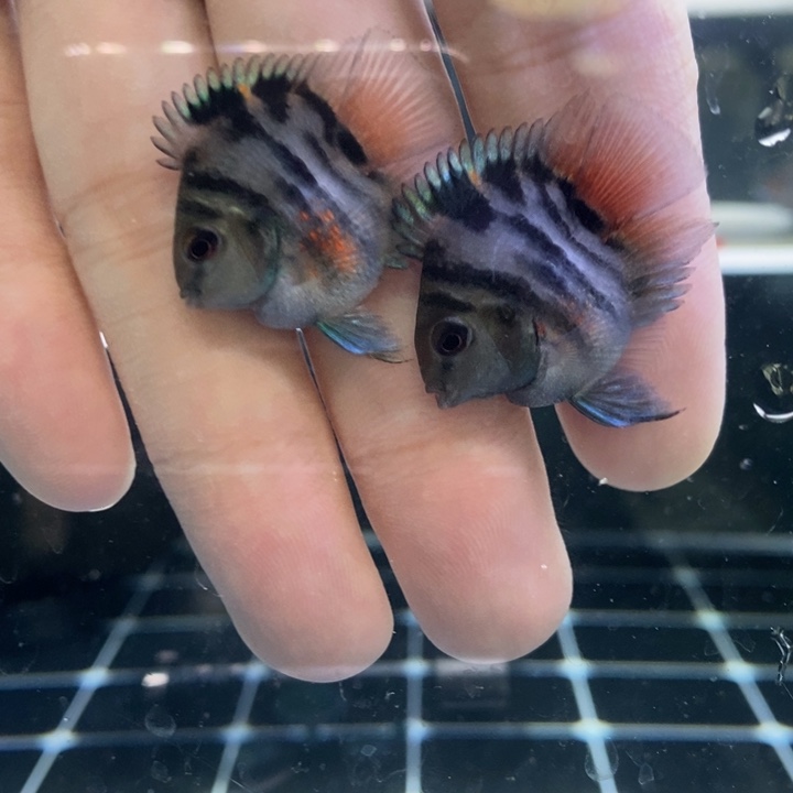 鹦鹉鱼超缩立蛋体缩尾桃心摩卡一对