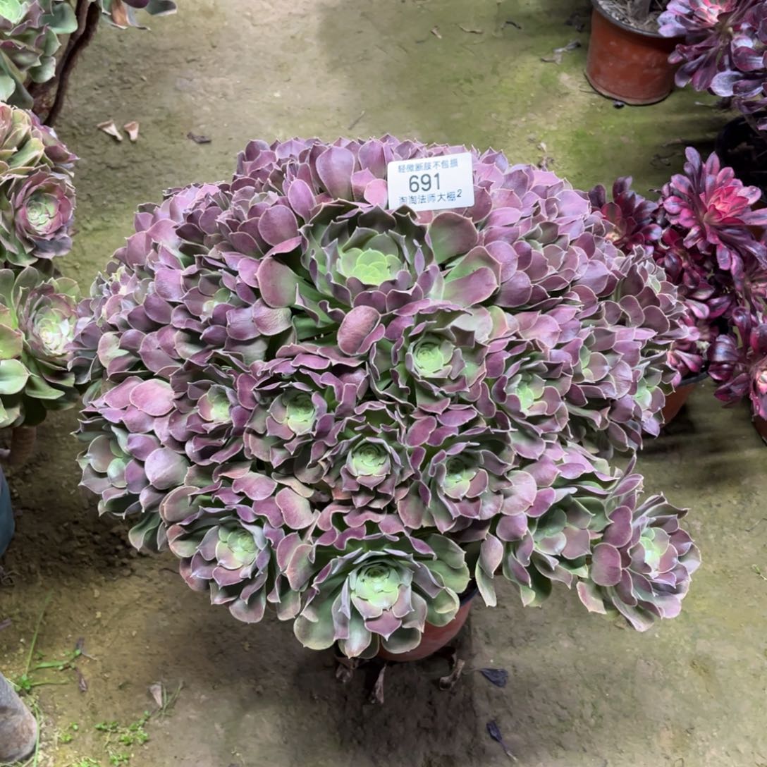 691韶秋多肉植物法师