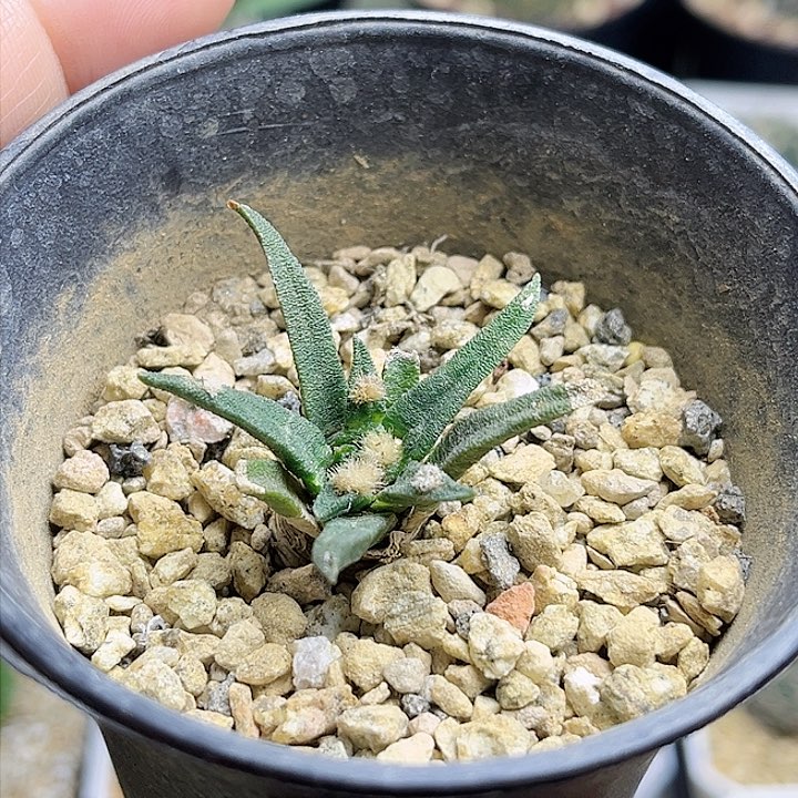 龙舌兰牡丹实生球