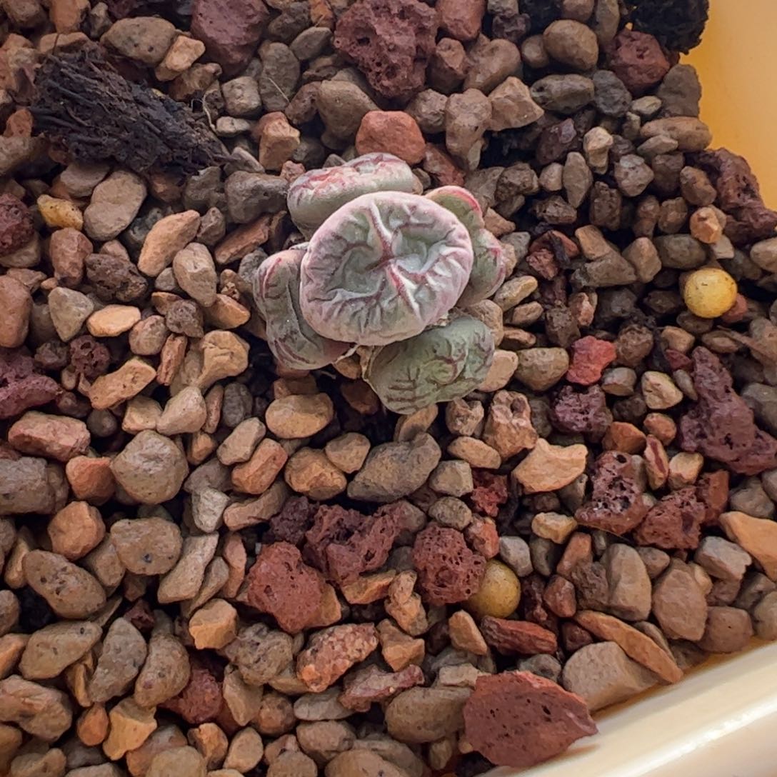 183 好看的肉锥冲冲冲