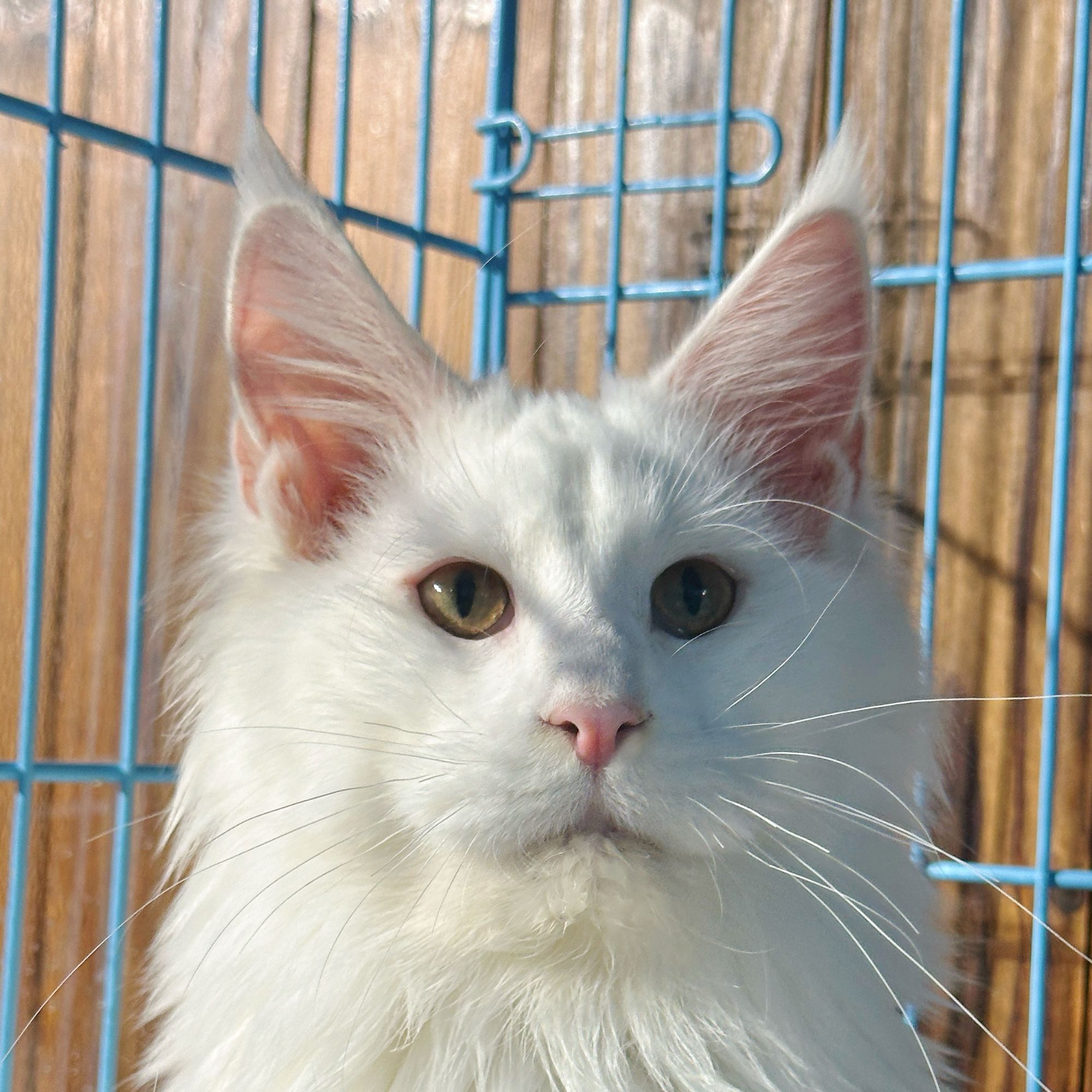 来了姊妹-纯白缅因猫-弟弟-69