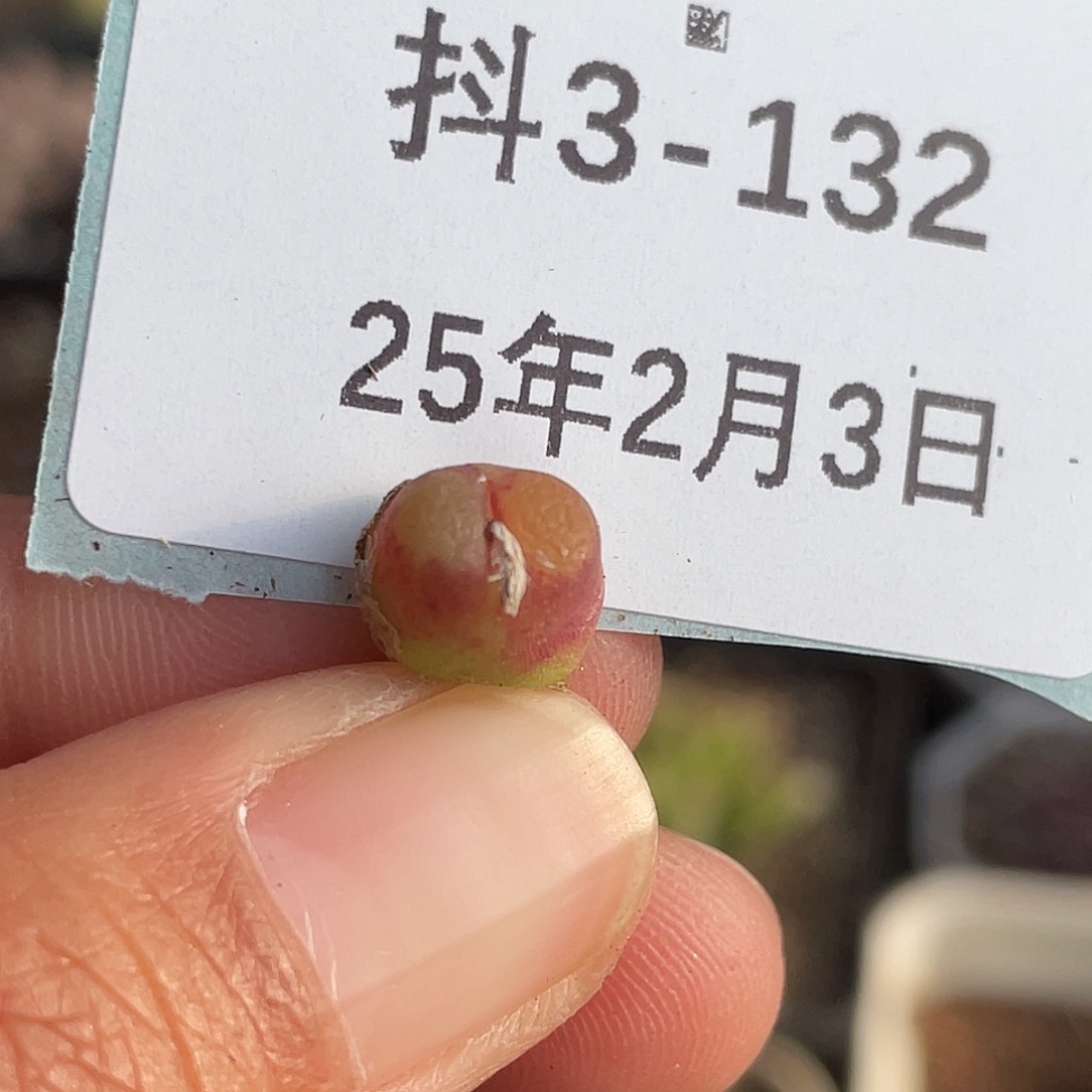 3-132雪茄多肉植物
