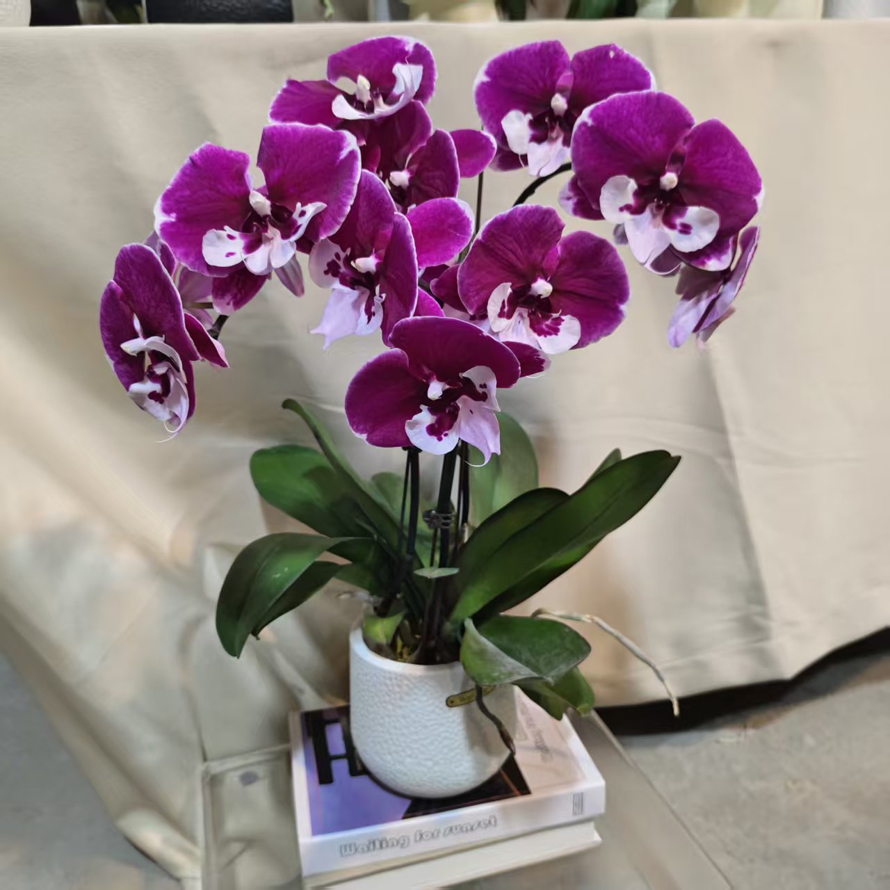 鲜花【宾利】蝴蝶兰耐开适合家居摆放