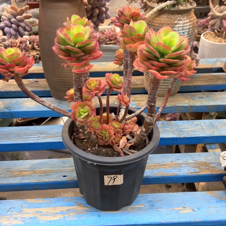 精控红梅脱土发货