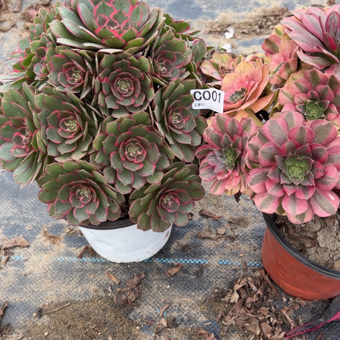 001两颗组合多肉植物
