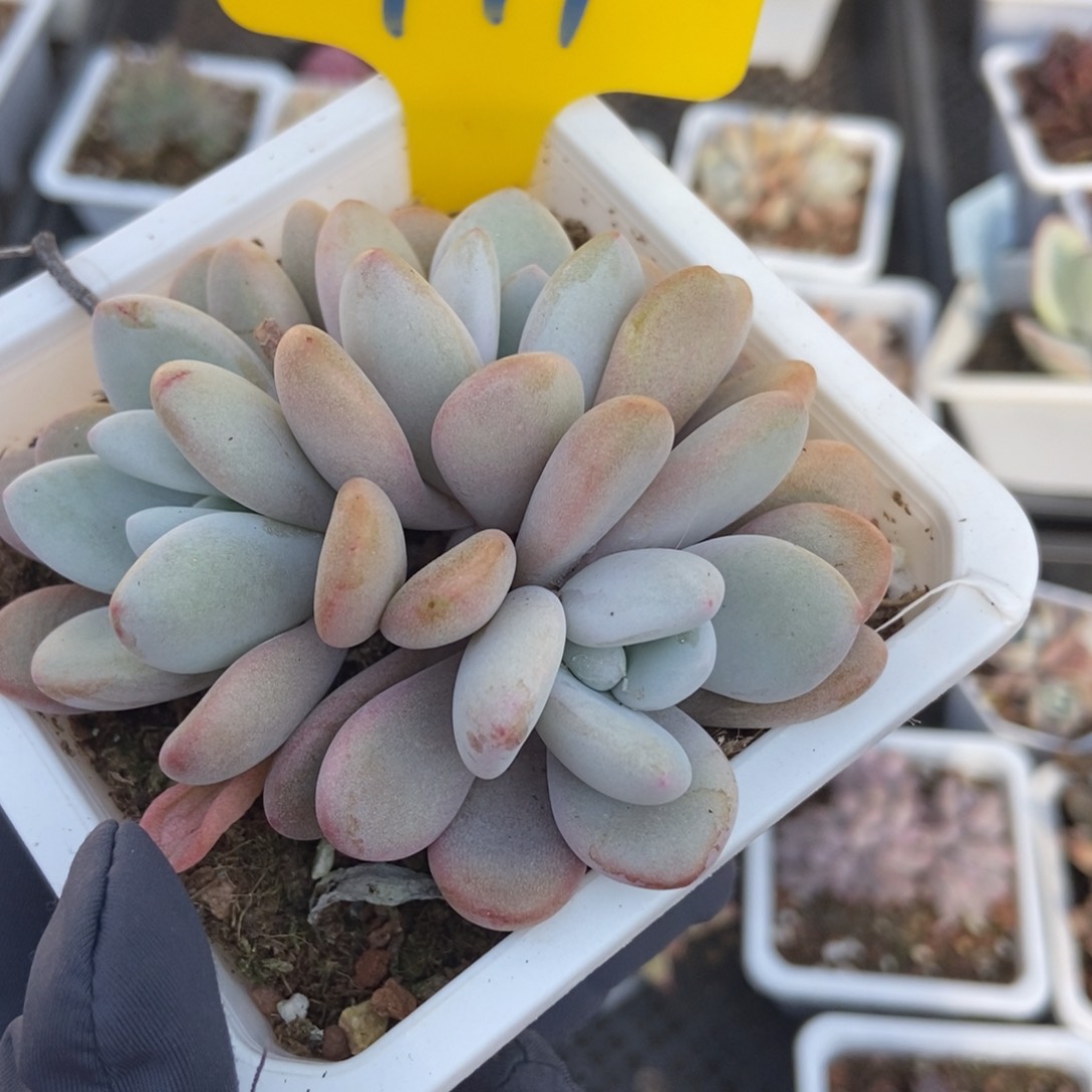 711粉兔多肉植物保护 