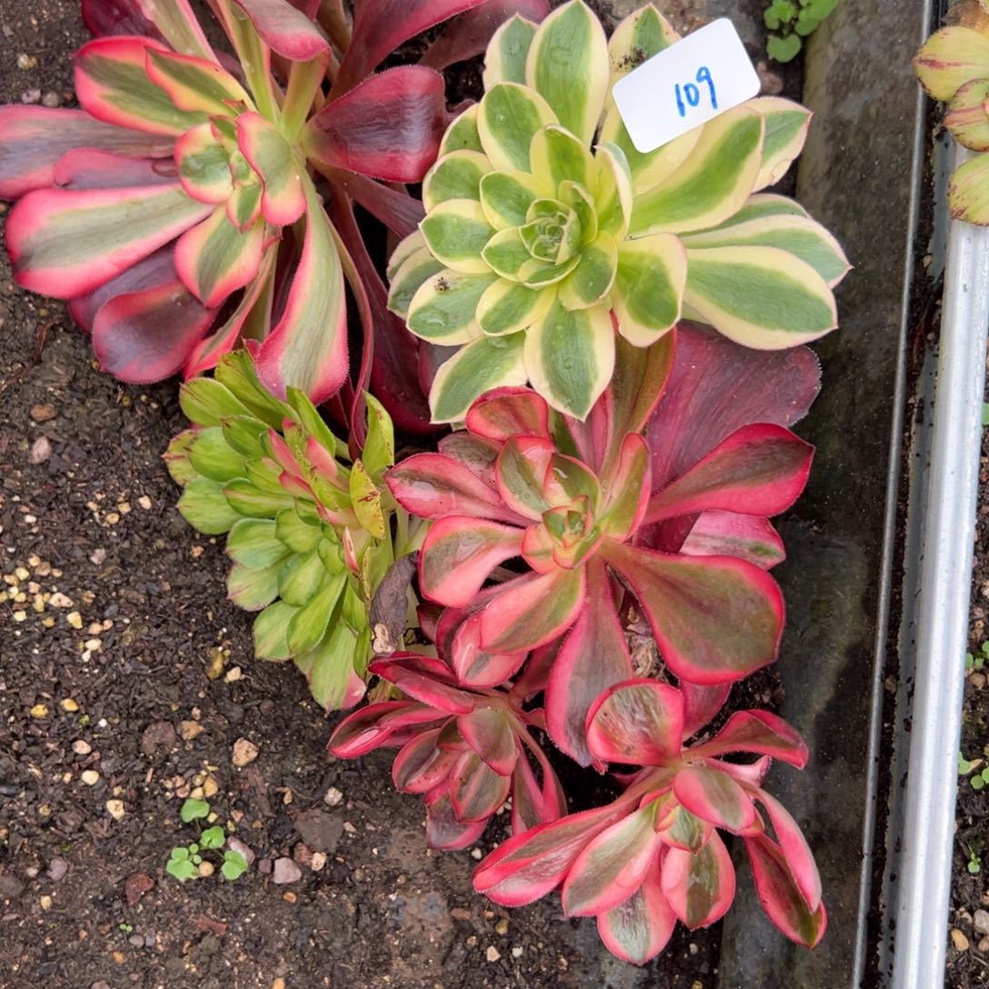 109框拍多肉嘻嘻嘻嘻