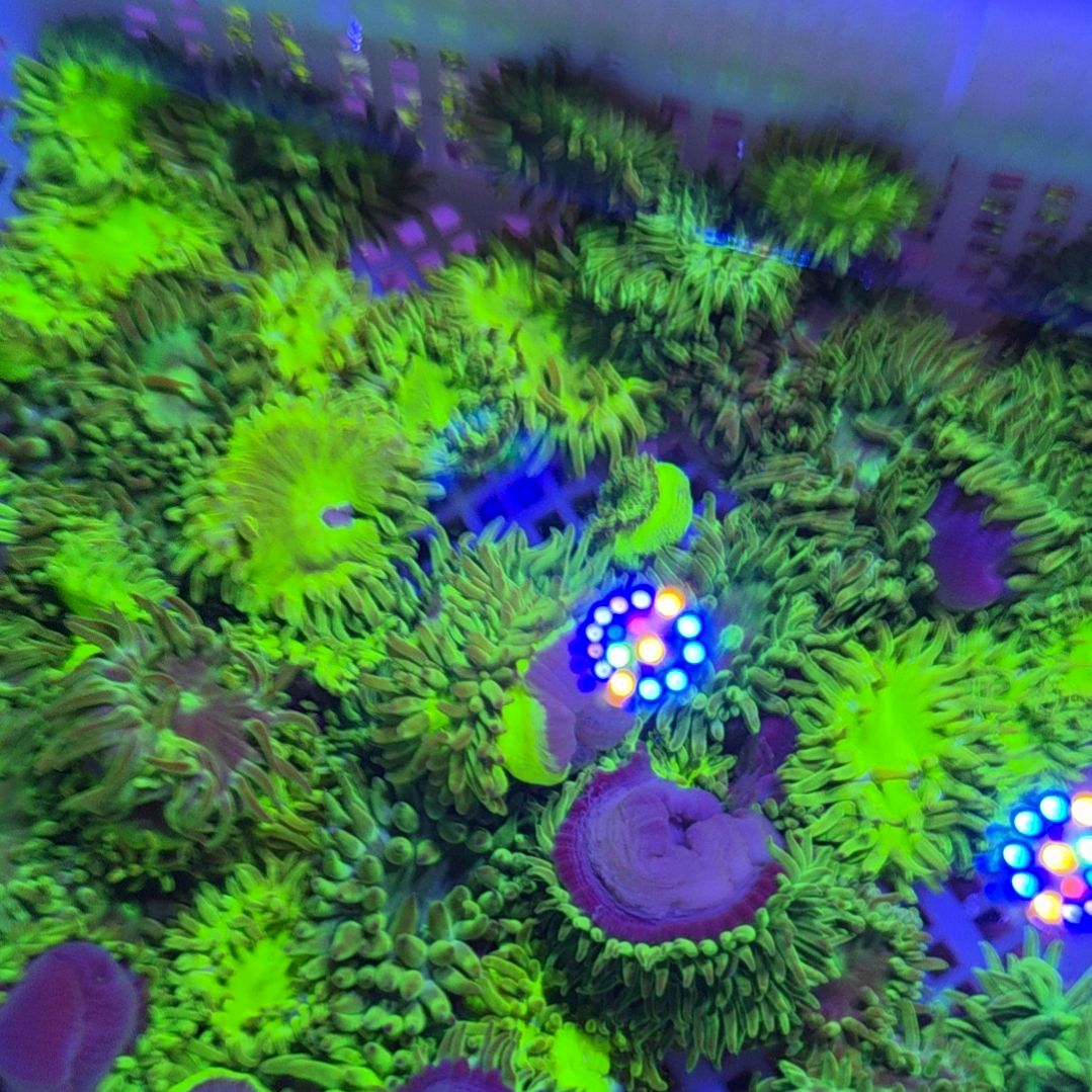 中国大陆同体荧光绿石葵 29.9 三个包邮