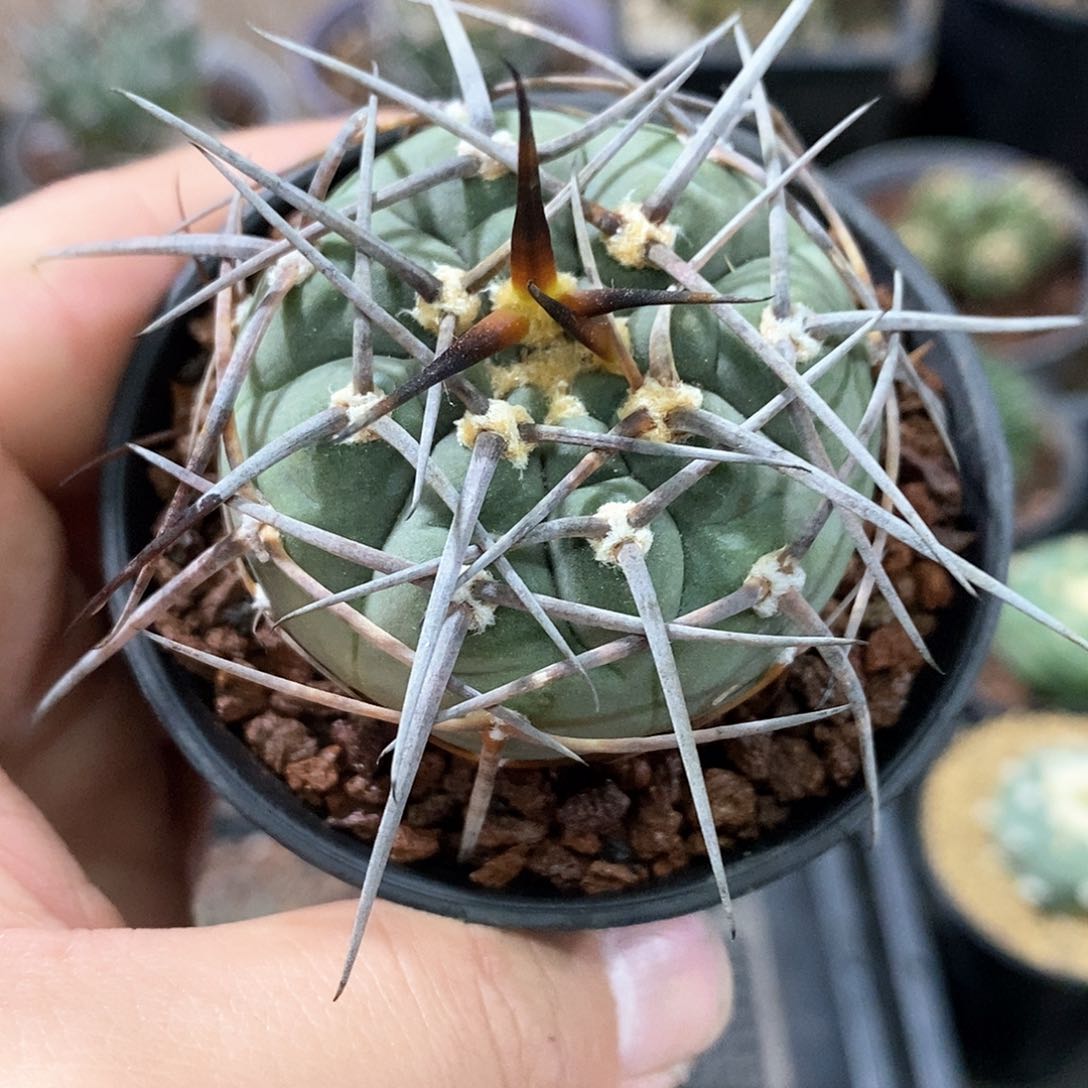 孤品实生苗接强根系渡边长黑刺超级天平5cm