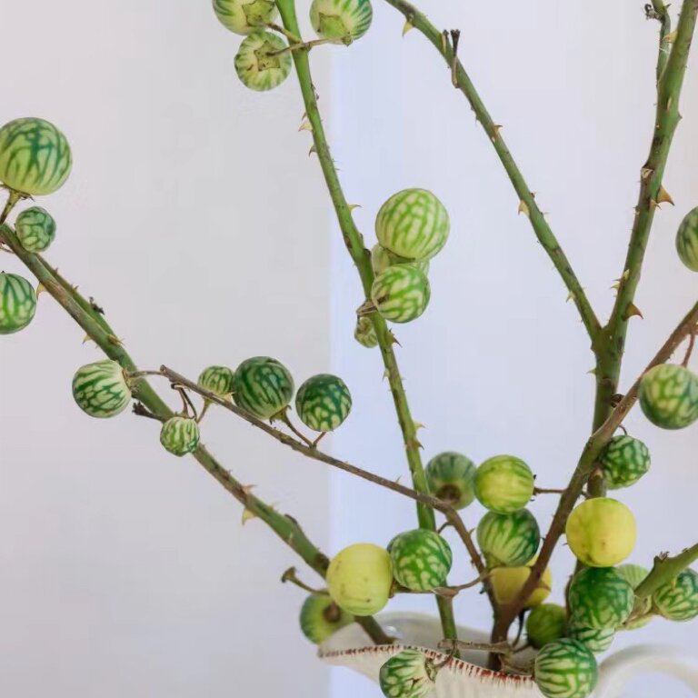 【小西瓜超长花期3个月】可无水干插云南基地直发