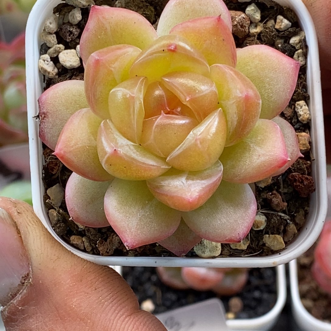 天官赐福百无禁忌