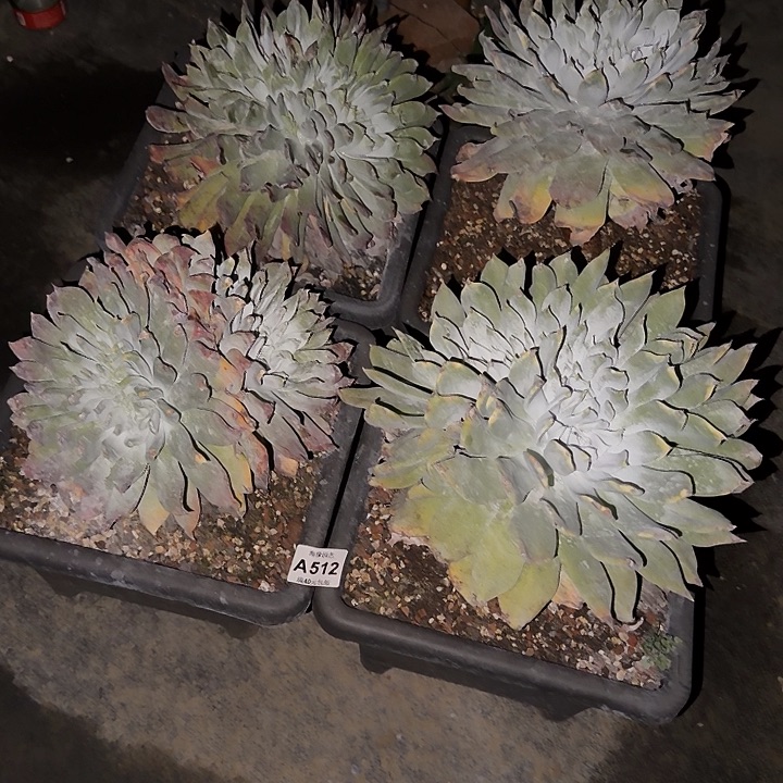 阳***肉牡丹苹果叶仙女杯