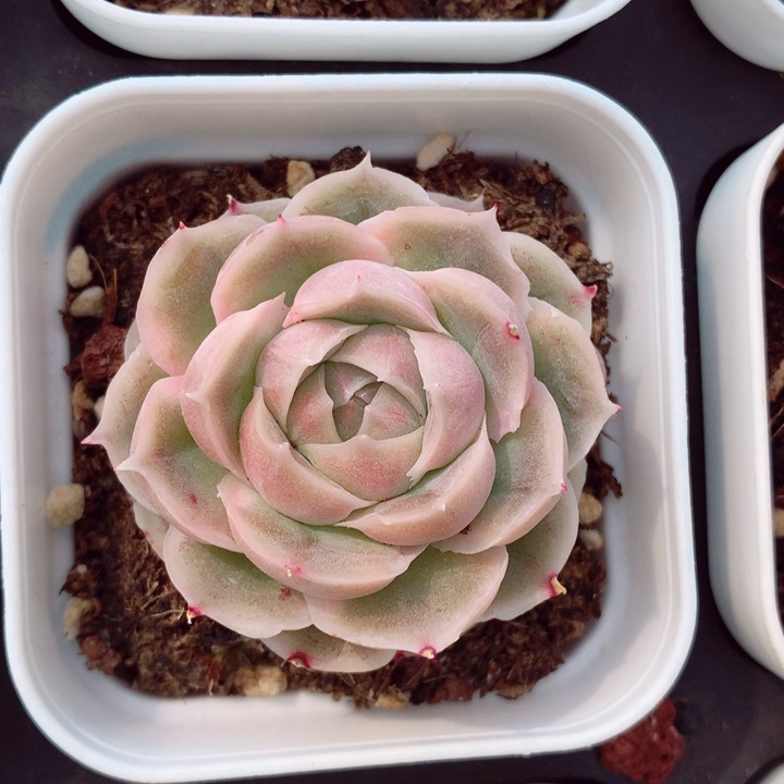 水晶虾饺5cm多肉植物