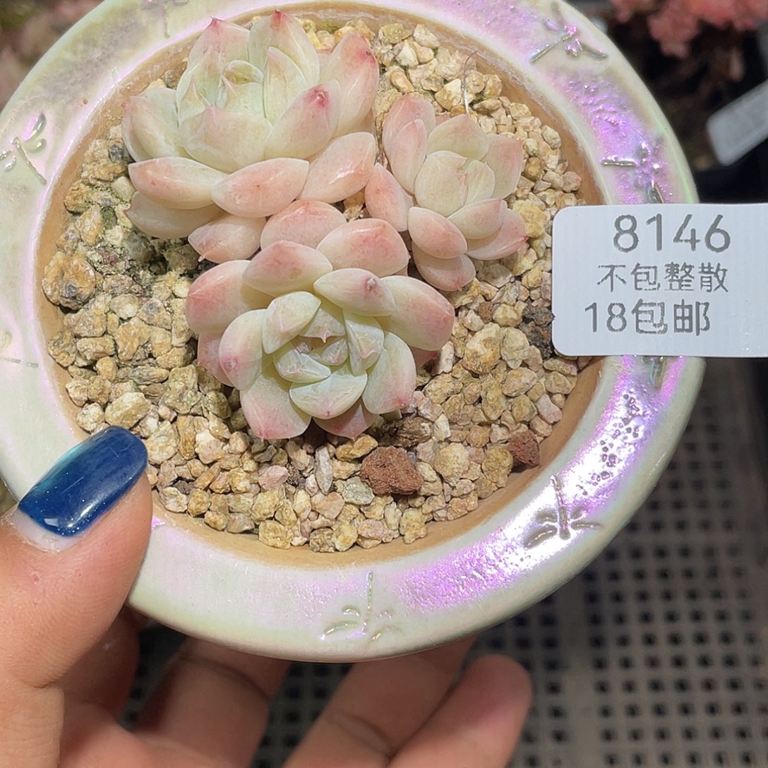 8146。  小白兔冰魄。    