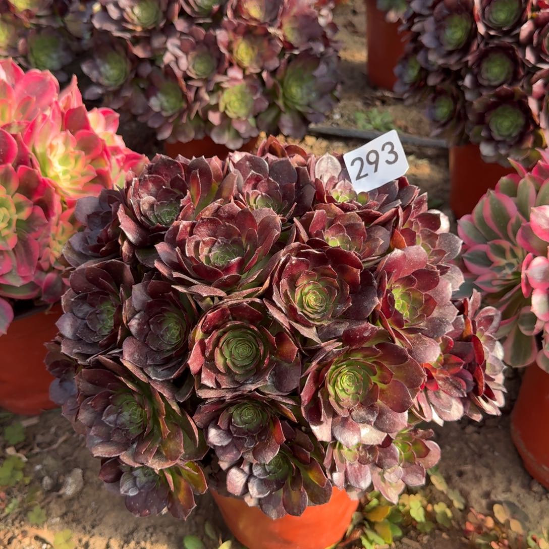 万圣节法师多肉293号法师多肉