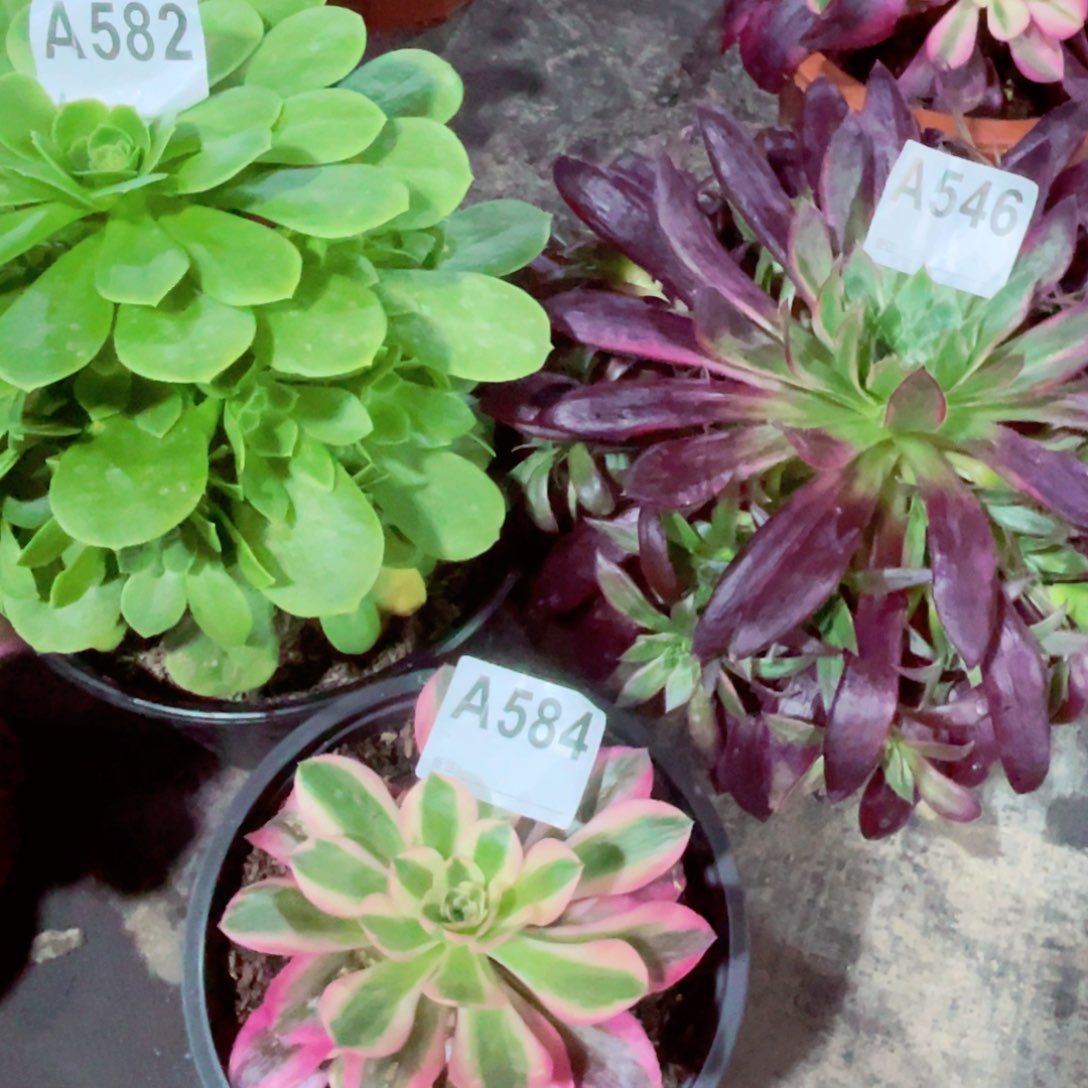 组合绿玫瑰582惊鸿546女巫584