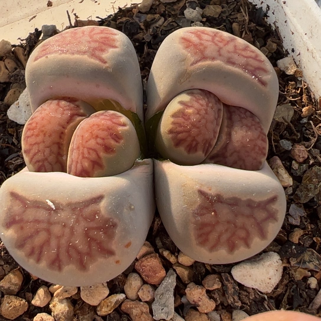 614多肉植物种类多样