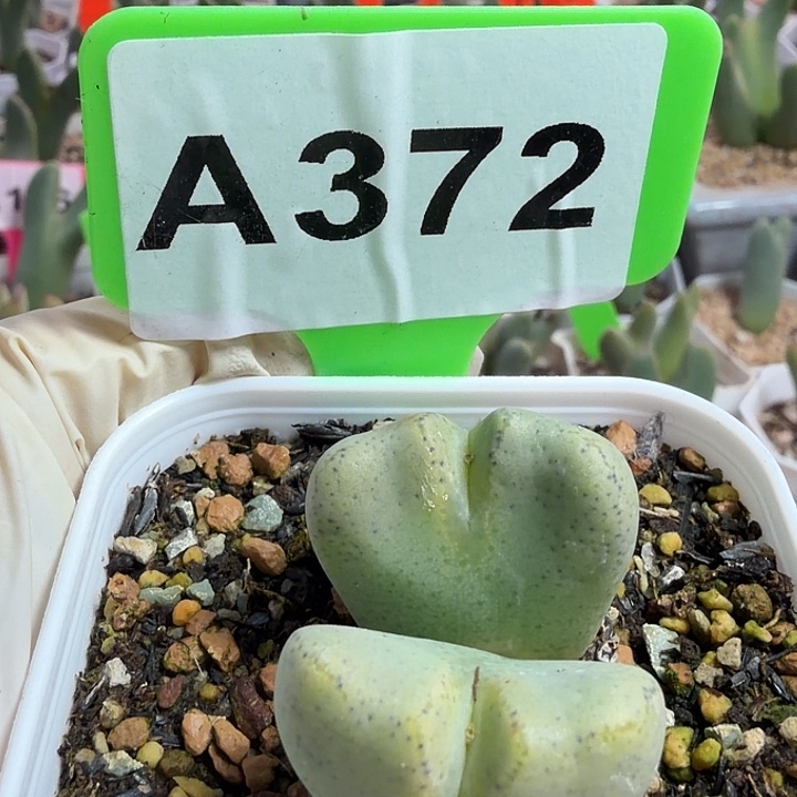 一****372mmmmmmmnmnnnnnnn